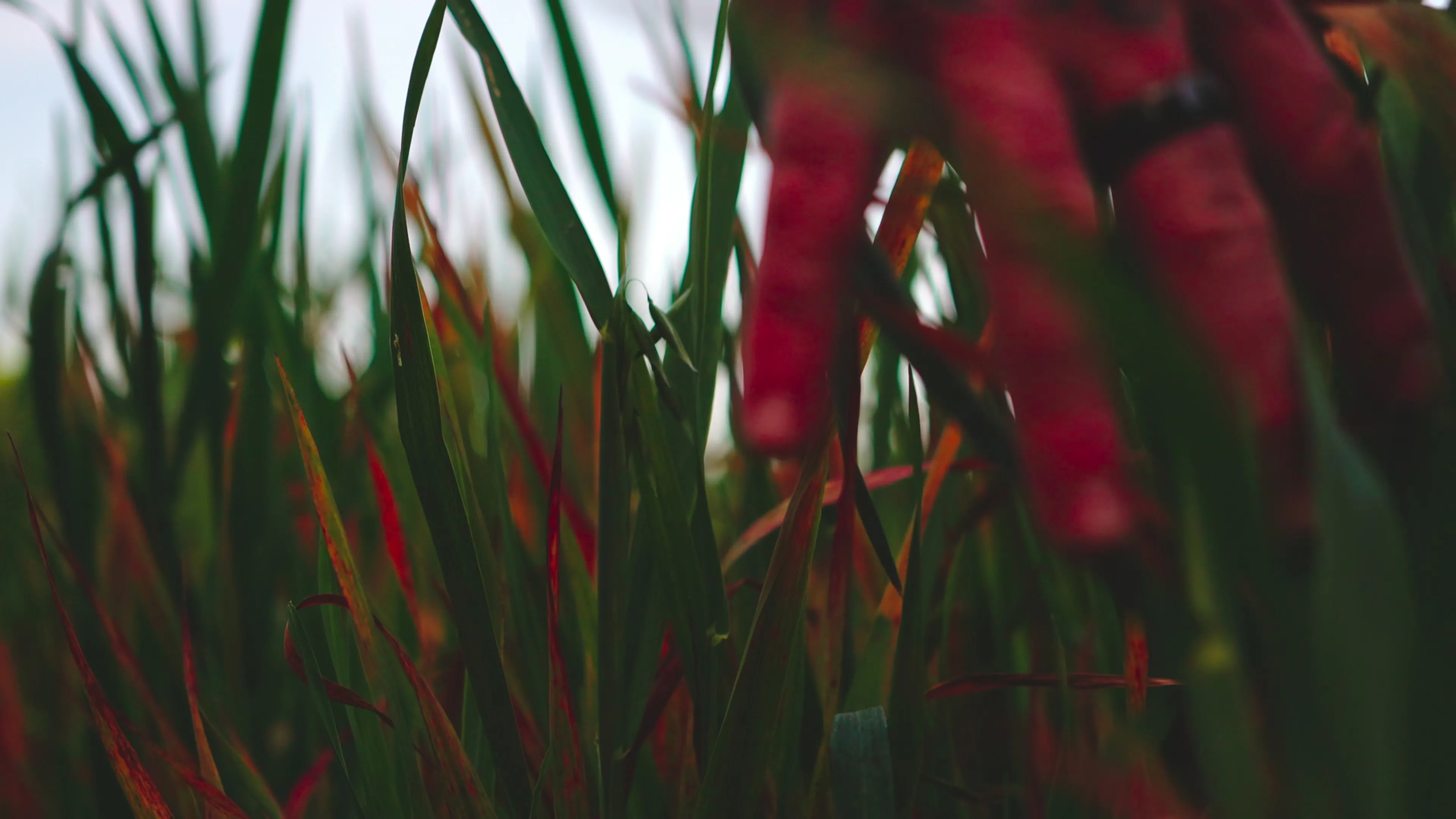 NATURE PART III — Scenic cinematic landscapes by DROPTHEORY LAB. Cinematic film production, documentary filmmaking, and visual storytelling.